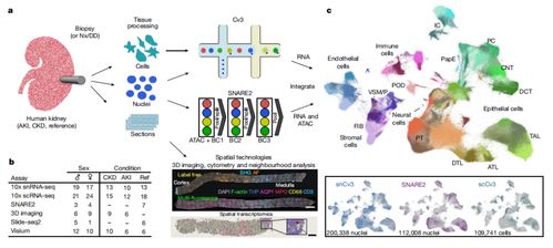 腎臟研究新突破 科學(xué)家構(gòu)建最大規(guī)模腎臟細(xì)胞圖譜，實現(xiàn)五年腎功能預(yù)測